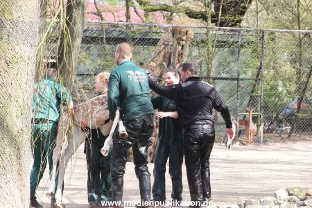 Hagenbeck Giraffenunfall 16042015 091