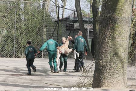 Hagenbeck Giraffenunfall 16042015 092