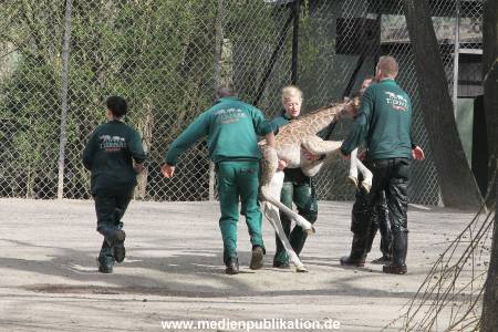 Hagenbeck Giraffenunfall 16042015 093