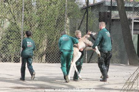 Hagenbeck Giraffenunfall 16042015 094
