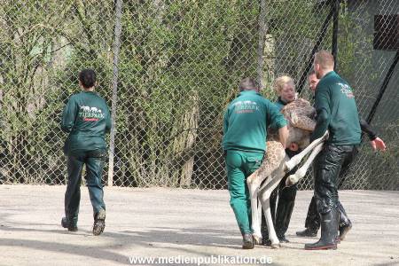 Hagenbeck Giraffenunfall 16042015 095