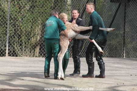 Hagenbeck Giraffenunfall 16042015 097