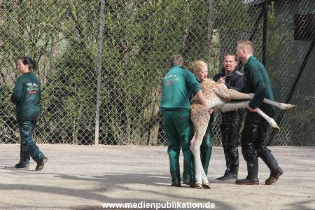 Hagenbeck Giraffenunfall 16042015 098