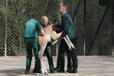 Hagenbeck Giraffenunfall 16042015 099