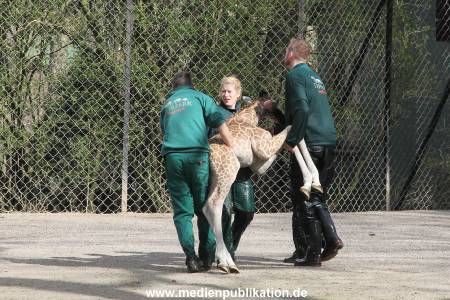 Hagenbeck Giraffenunfall 16042015 100