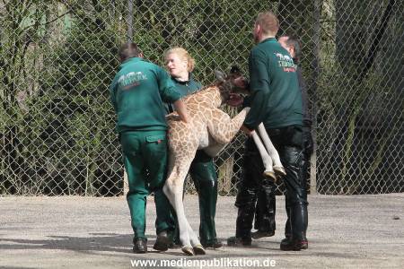 Hagenbeck Giraffenunfall 16042015 101