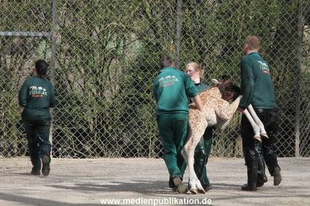 Hagenbeck Giraffenunfall 16042015 102
