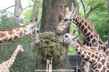 Hagenbeck Inventur 16052013 025