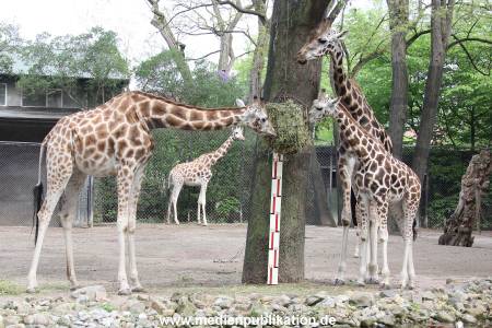 Hagenbeck Inventur 16052013 026