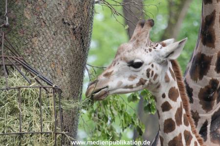 Hagenbeck Inventur 16052013 027