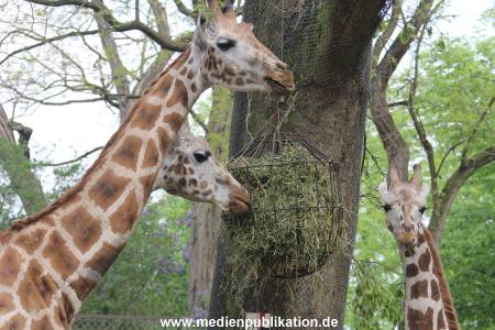 Hagenbeck Inventur 16052013 028