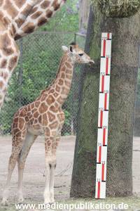 Hagenbeck Inventur 16052013 029