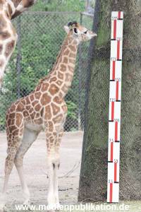 Hagenbeck Inventur 16052013 031