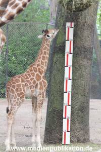 Hagenbeck Inventur 16052013 034