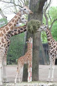 Hagenbeck Inventur 16052013 035