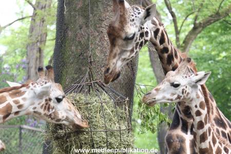 Hagenbeck Inventur 16052013 074