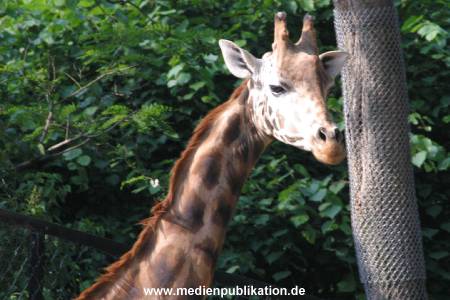 hagenbeck 05 03 049