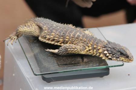 Hagenbeck Inventur 29122015 014