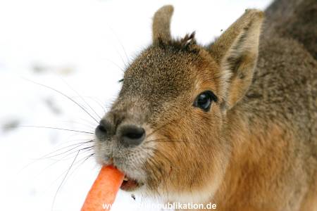 Hagebeck 05032005 016