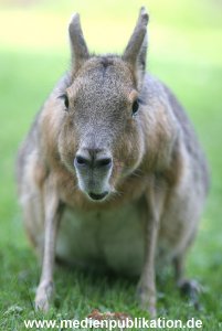 Hagenbeck 10072005 012