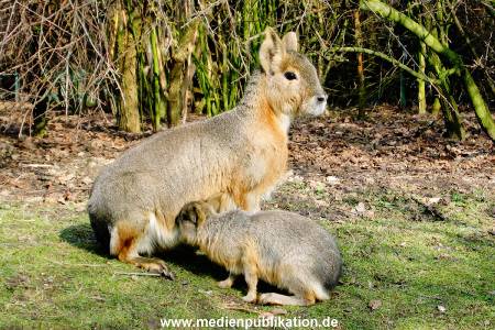 Hagenbeck Archiv 27032009 056
