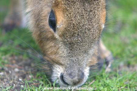 hagenbeck 03 04 036