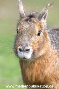 hagenbeck 03 04 037