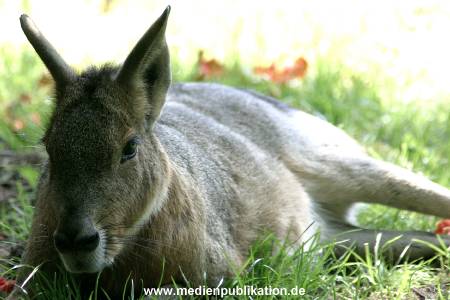 hagenbeck 05 03 050