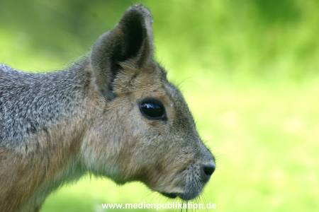 hagenbeck 05 03 052