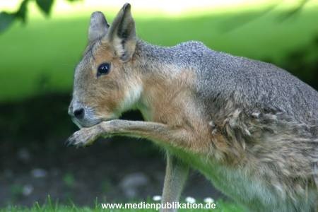 hagenbeck 05 03 053