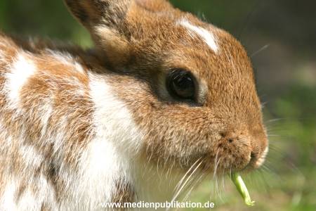 hagenbeck 05 04 008