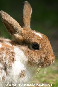 hagenbeck 05 04 009