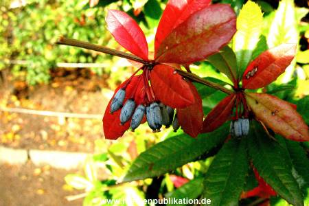 Hagenbeck Archiv 15032009 034.jpg