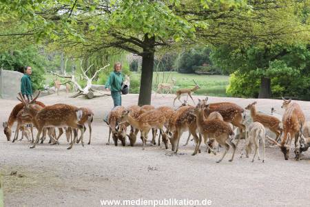 Hagenbeck Inevntur 07052015 001