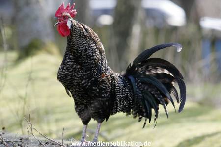 amrum 04 2005 028
