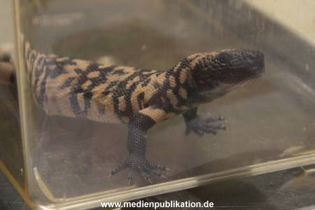 Hagenbeck Inventur 29122016 002