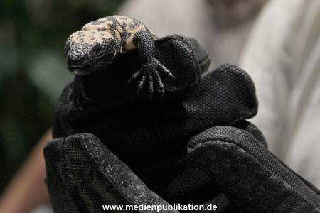Hagenbeck Inventur 29122016 003