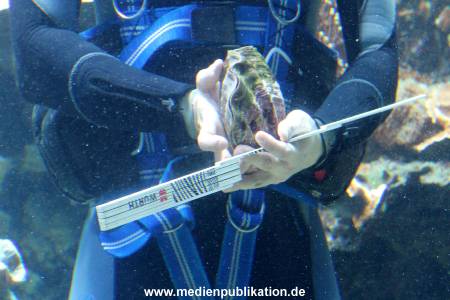 Hagenbeck Inventur 29122016 008