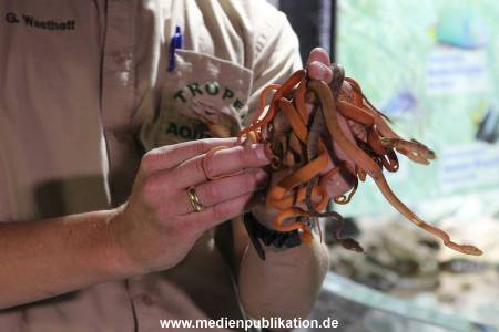 Hagenbeck Inventur 29122016 022