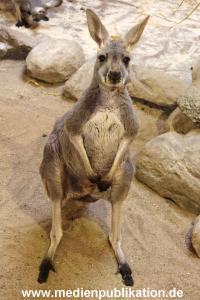 Hagenbeck 28112014 035