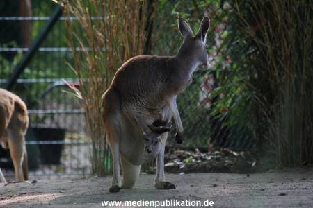 Hagenbeck 31082012 021