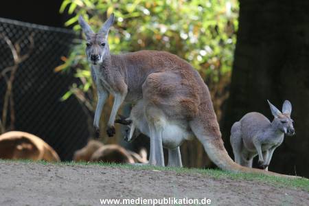 Hagenbeck 31082012 022