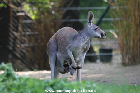 Hagenbeck 31082012 024