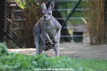 Hagenbeck 31082012 026