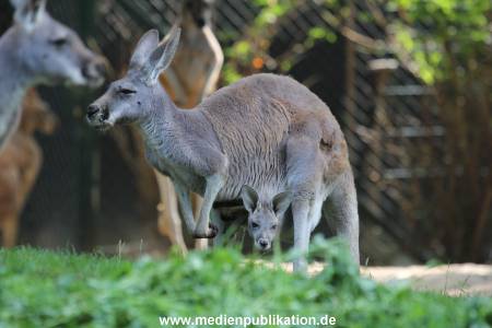 Hagenbeck 31082012 028