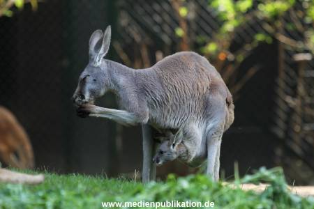 Hagenbeck 31082012 029