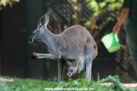 Hagenbeck 31082012 031