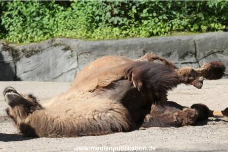 Hagenbeck 06062013 050