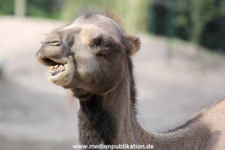 Hagenbeck 10082013 001