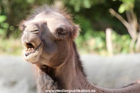 Hagenbeck 10082013 002
